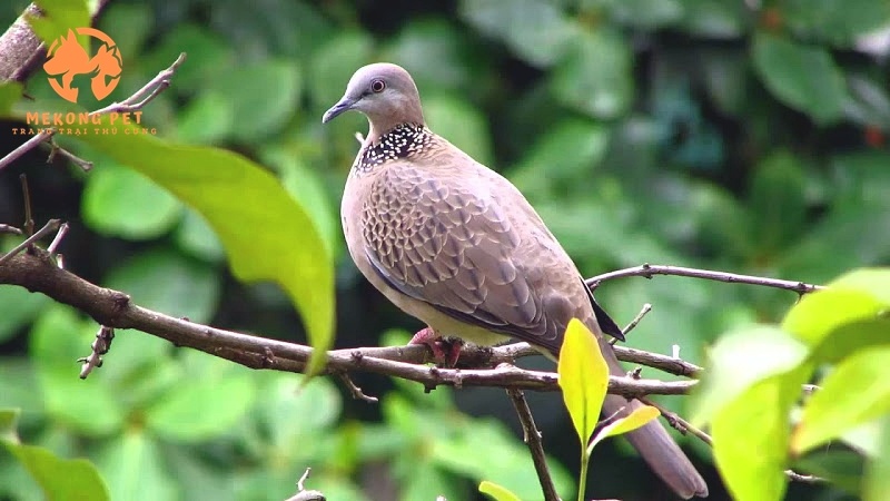Mua Bán Chim Cu Gáy: Cẩm Nang Dành Cho Người Yêu Chim